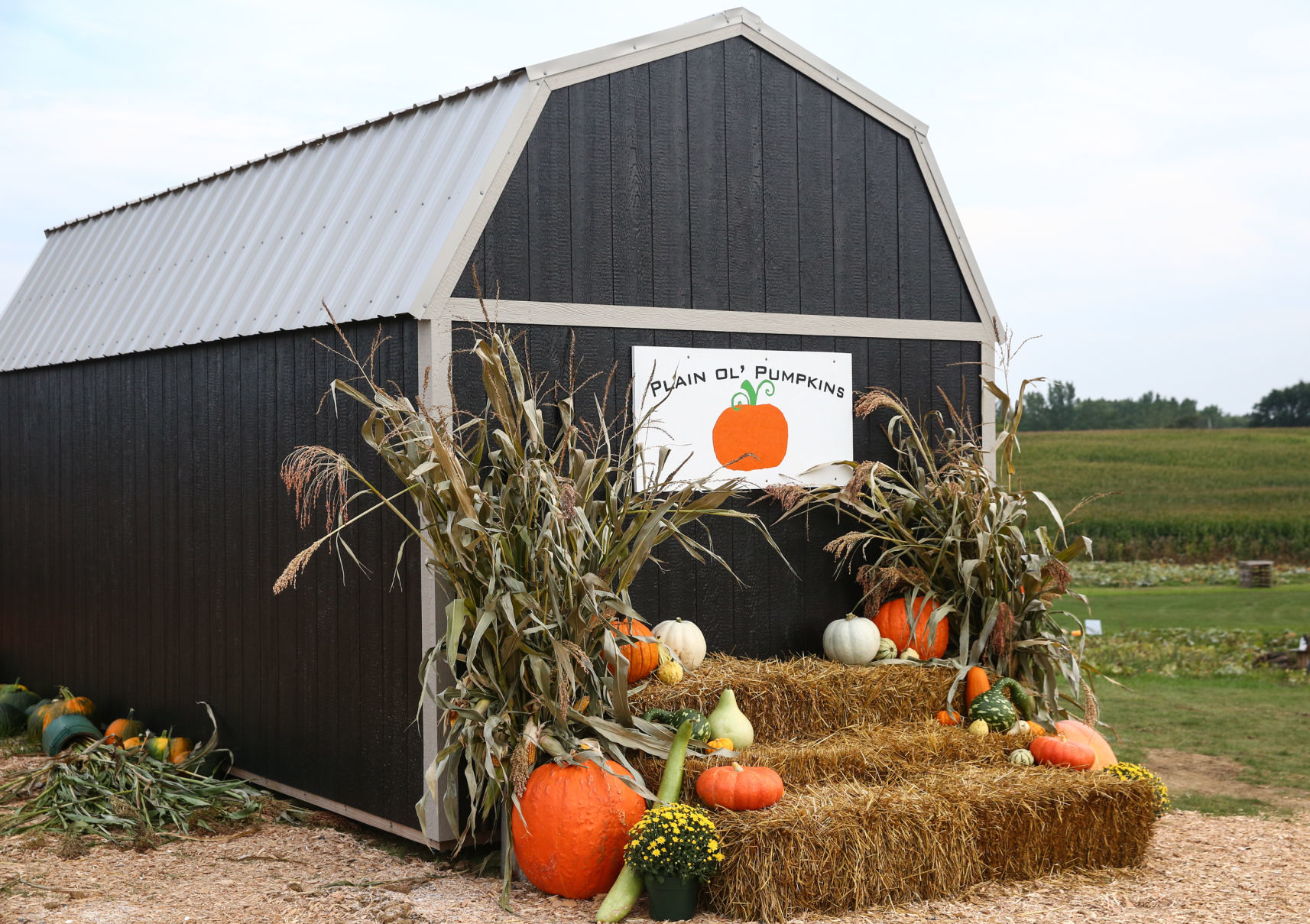 Plain Ol' Pumpkins weblogo pic